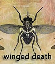 Winged Death