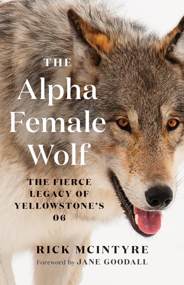 The Alpha Female Wolf: The Fierce Legacy of Yellowstone’s 06