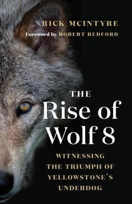 The Rise of Wolf 8: Witnessing the Triumph of Yellowstone’s Underdog